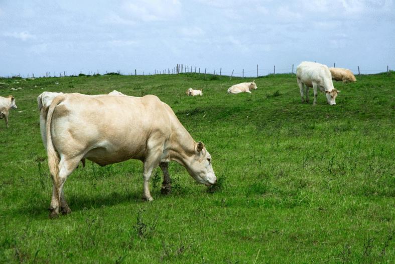 Posada Rural Entrecomillas Ngoại thất bức ảnh